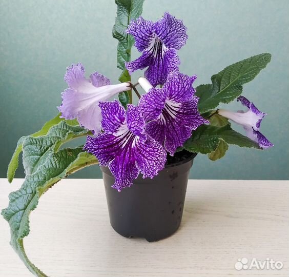 Цветущие стрептокарпусы