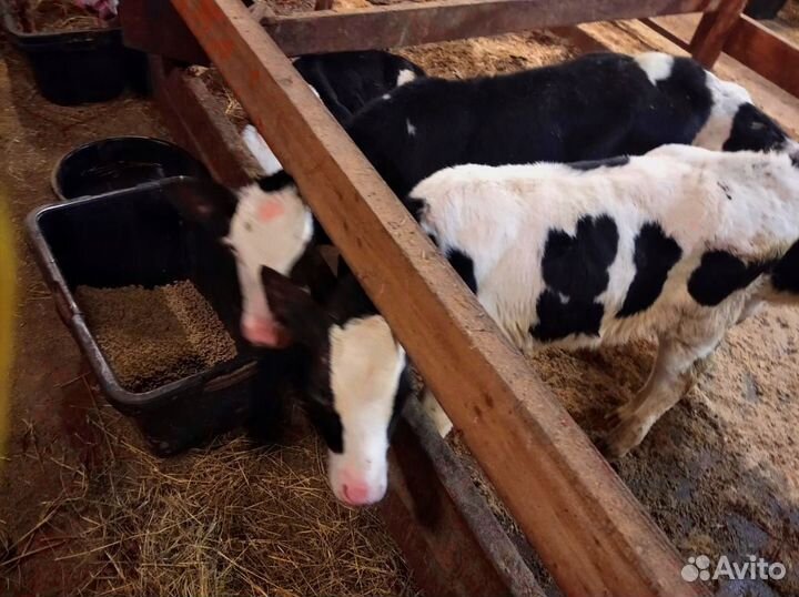 Телята. Доставка бесплатно