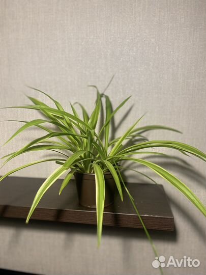 Хлорофитум