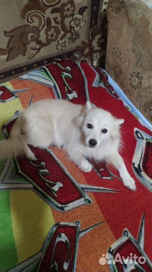 Японский и немецкий шпиц