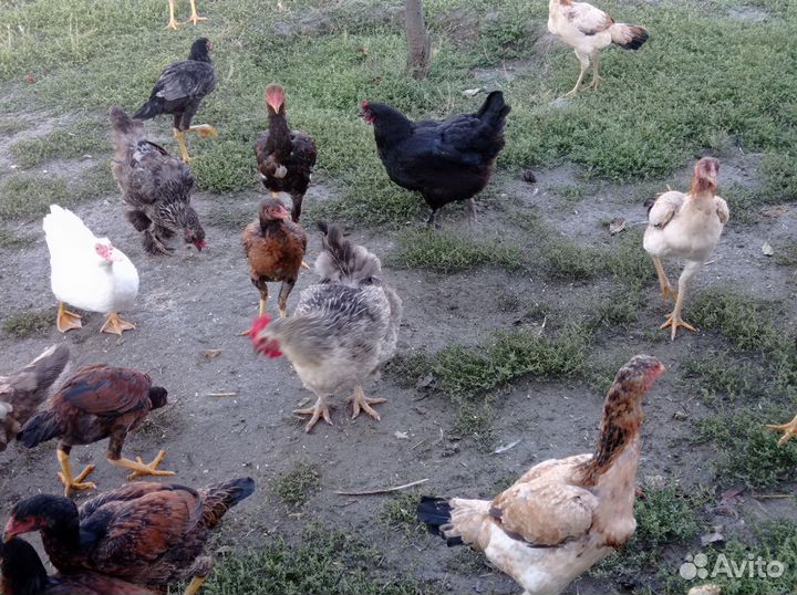 Куры петухи