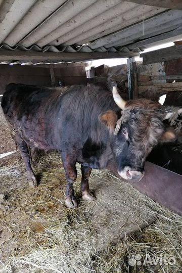 Продаётся бык