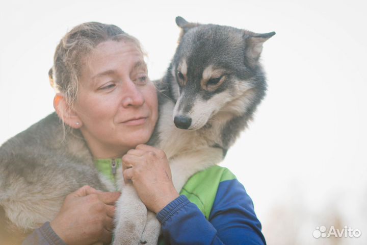 Кобель окрас агути