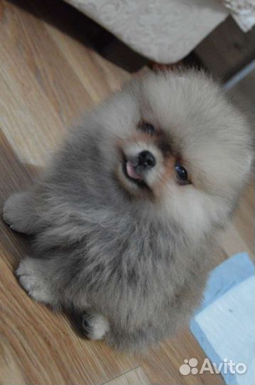 Померанский шпиц