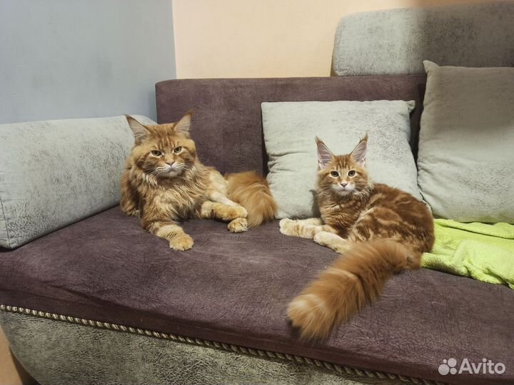 Мейн-кун котенок