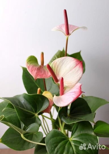 Комнатные цветы растение Антуриум Принцесса Амалия