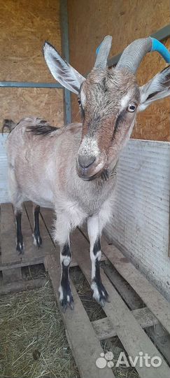 Коза альпийская