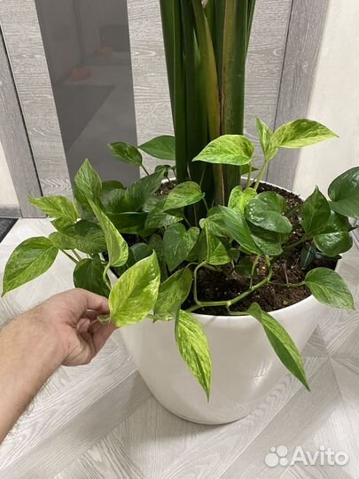 Стрелиция Николая