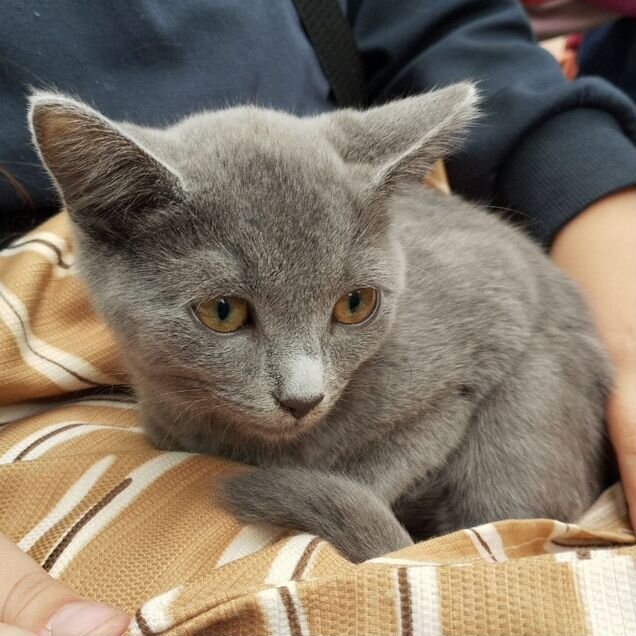 Котёнок в добрые руки
