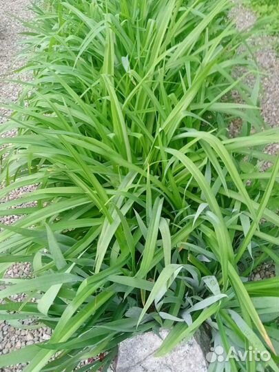 Лилейник оранжевый