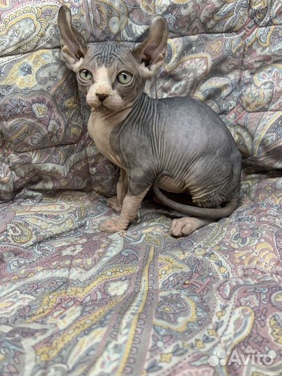 Канадский сфинкс