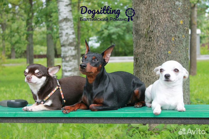 Передержка собак / Зоогостинница