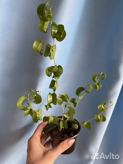 Фикус Букле, триангулярис