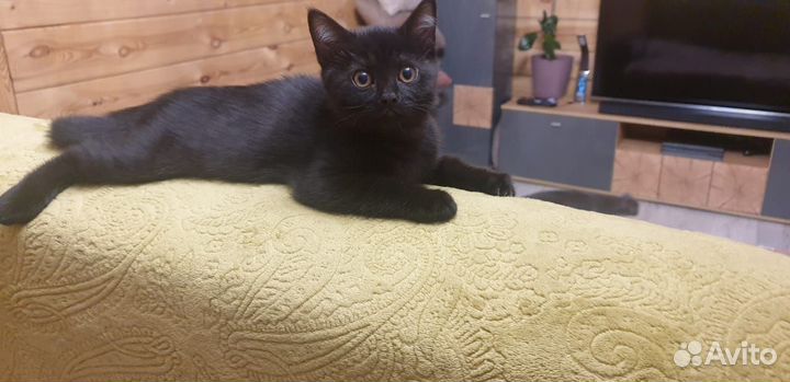 Британские котята