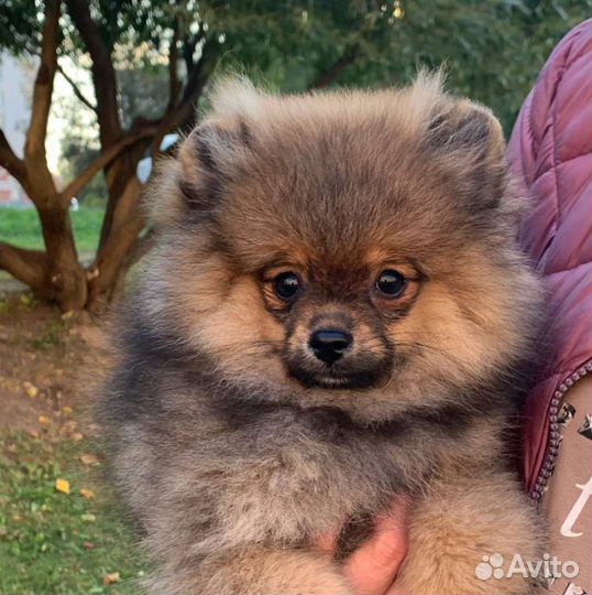 Щенок шпица