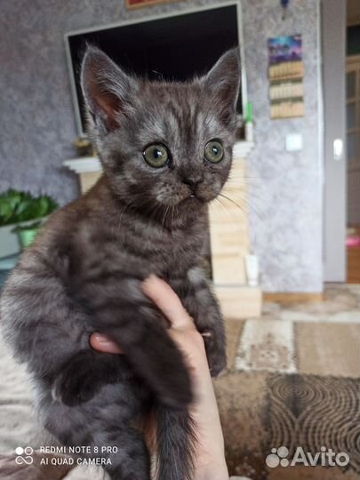 Шотландские прямоухие котята