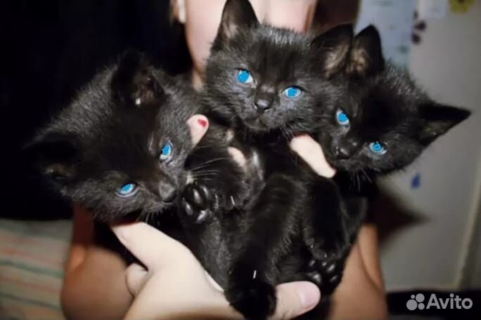 К чему снится котенок на руках женщины. Четыре черных котенка. Три черных кота. Черные котята много. Много чёрных котов.