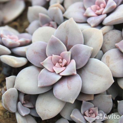 Граптопеталум супербум / суккуленты