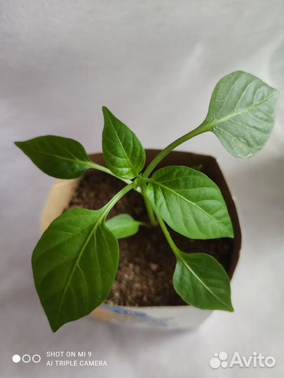 Рассада перца сладкого