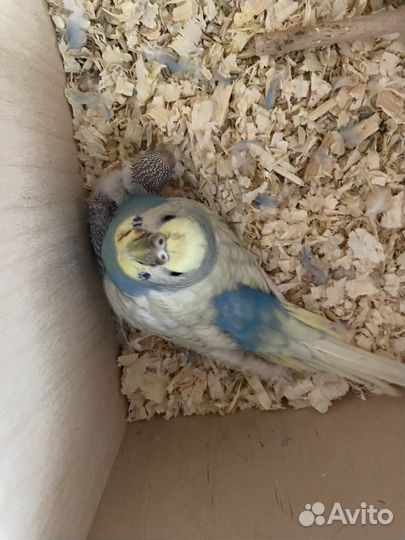 Волнистый попугай птенец самка