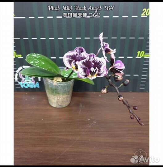 Phal.Miki Black Angel (variation)
