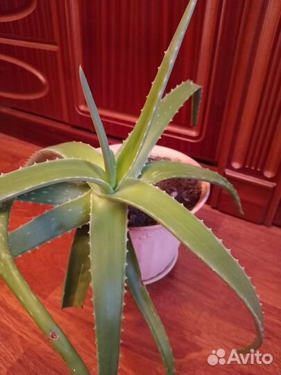 Комнатные цветы алоэ