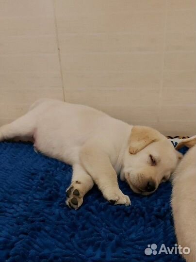 Щенки лабрадора