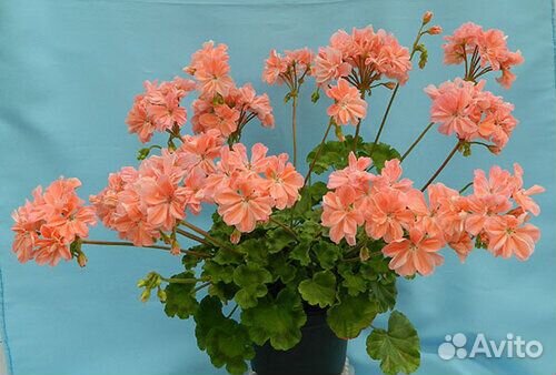 Герань сортовая