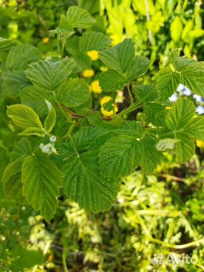 Малина (саженцы)