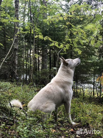 Передержка крупных собак, зооняня
