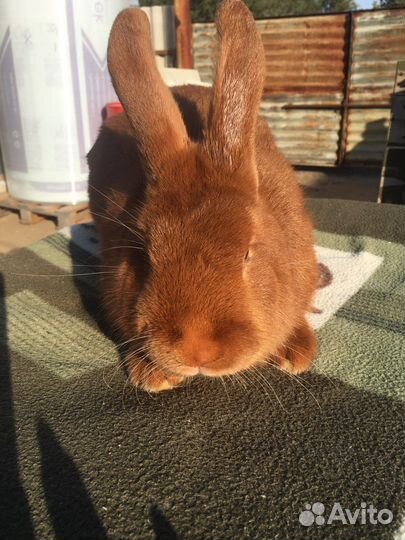 Кролик нзб, нзк, бсс