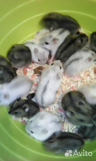 Хомячки джунгарики