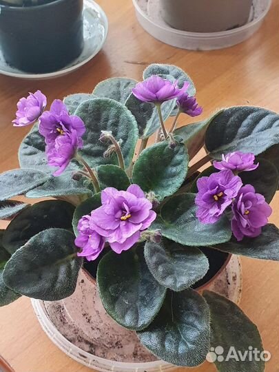 Фиалки цветущие в горшке