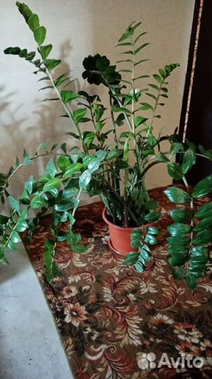 Замиокулькас