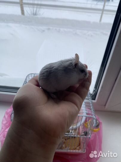 Хомяки джунгарики с клеткой