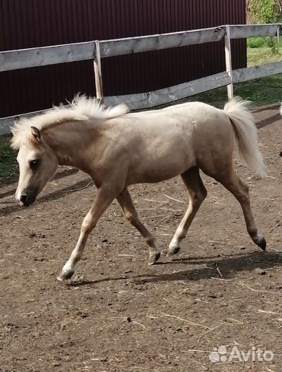 Шетлендский пони