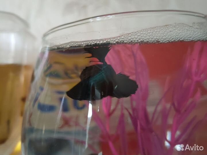 Петушок супердельта черный