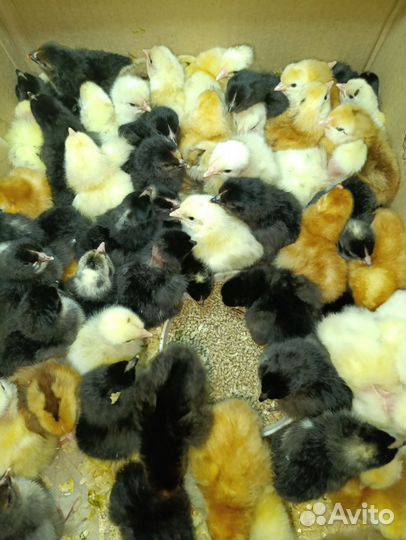 Цыплята суточные