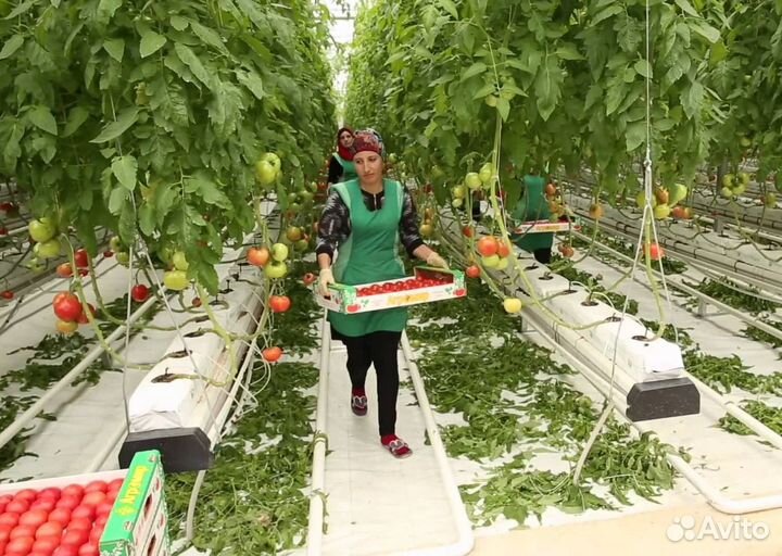 Фасовщики на овощебазу/ вахта с проживанием