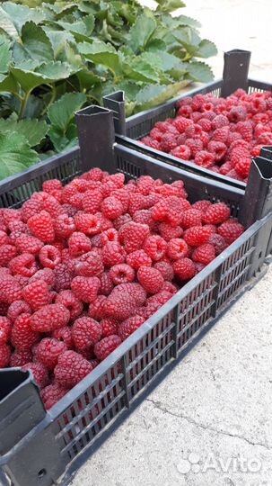 Сортовые саженцы крупноплодной малины