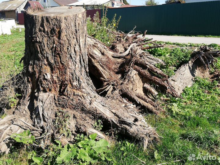 Выкорчеванные пни лиственницы