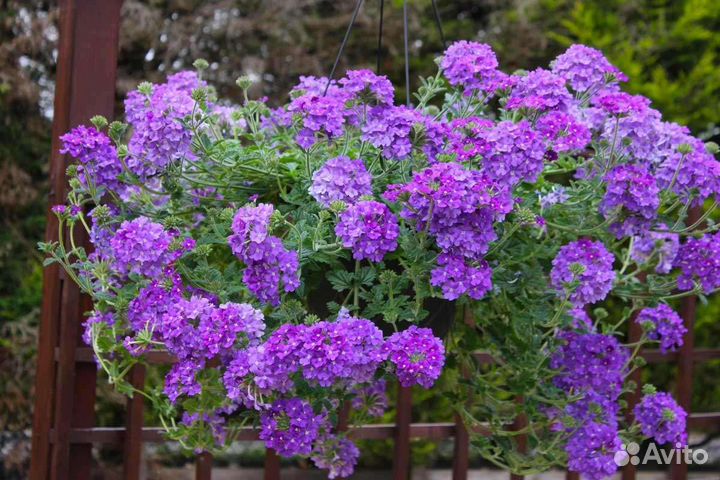 Растения для сада