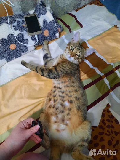 Кошка бесплатно