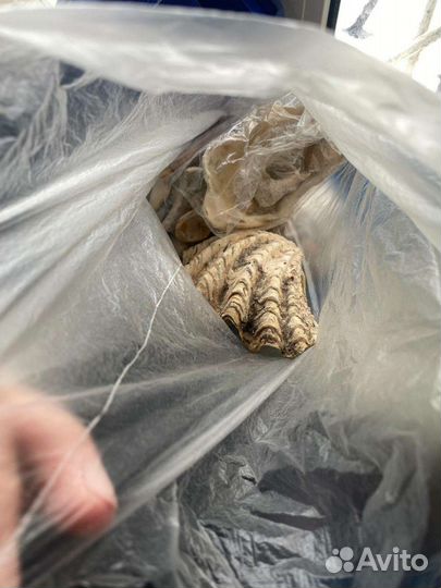 Ракушки для творчества набор