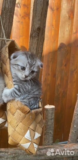 Шотладские котята