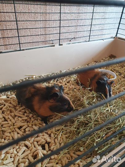 Морская свинка бесплатно