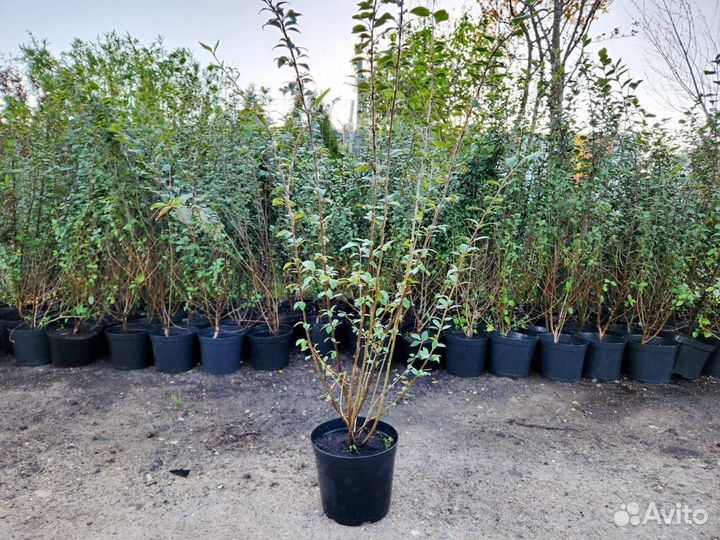 Кизильник для изгороди