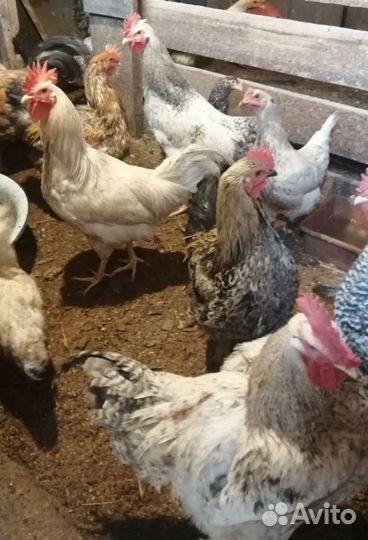 Молодые петушки