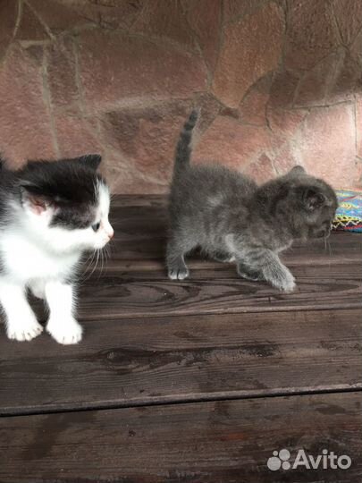Котята