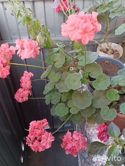 Пеларгония герань